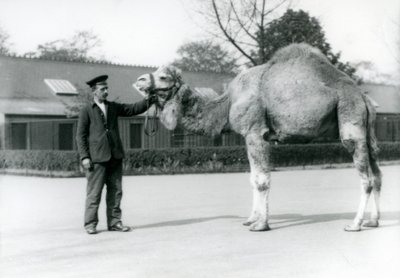Ein Dromedar oder arabisches Kamel mit dem Pfleger W. Styles im Londoner Zoo, 1923 von Frederick William Bond
